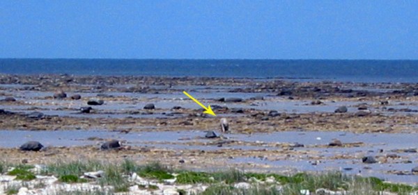 Dirty polar bear (arrowed) in a boulder field
