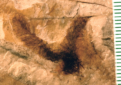 Fossil "bottle brush" seaweed from the Churchill site