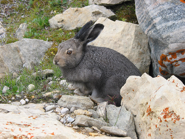 An arctic hare in summer pelage