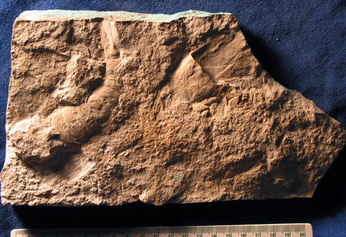 This eurypterid slab, found by Mr. Fournier, is the piece that made us interested in field research in the Grand Rapids Uplands.