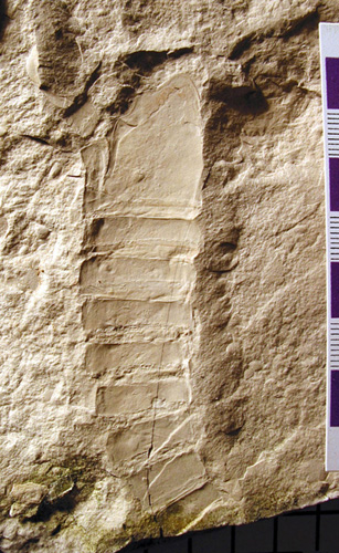 The eurypterid found by Ed Dobrzanski and me in 2004 (collection of The Manitoba Museum)