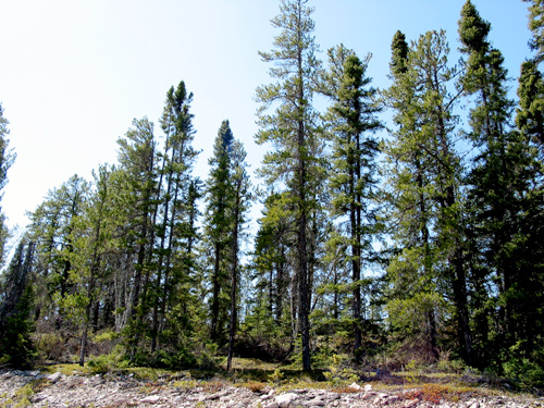 Jack pines in the Grand Rapids Uplands