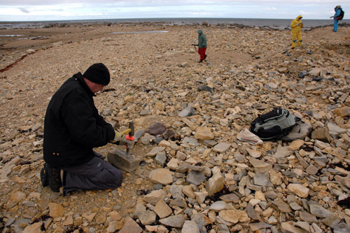 Norman Aime splits rock at the Churchill site.  In the background, both Ed Dobrzanski and Pete Fenton are carrying shotguns for protection against polar bears. (photo © David Rudkin, Royal Ontario Museum)