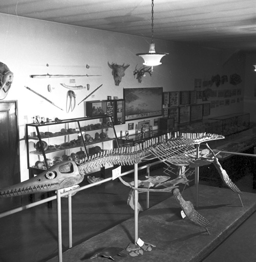 plesio_old_mus The plesiosaur, as exhibited at the old museum after 1937