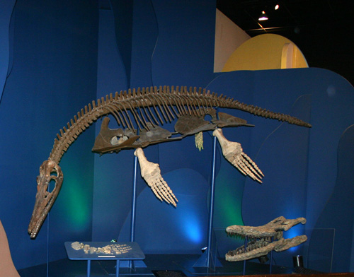 plesiosaur_2008 The plesiosaur, as it appeared on exhibit between the 1970s and 2008