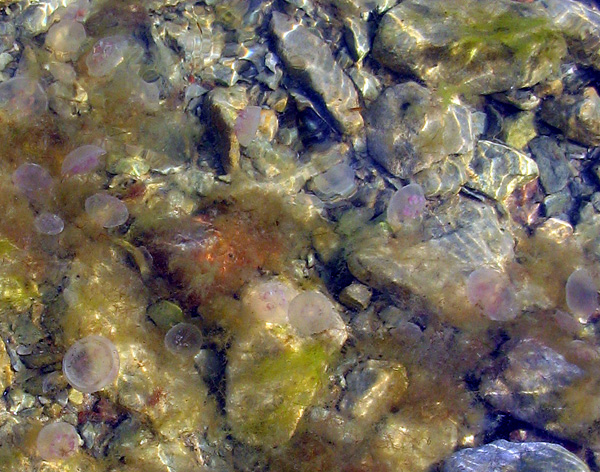 Dead and dying moon jellies on the Baltic shore