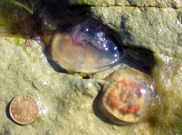 Dead moon jellies, coast of Estonia