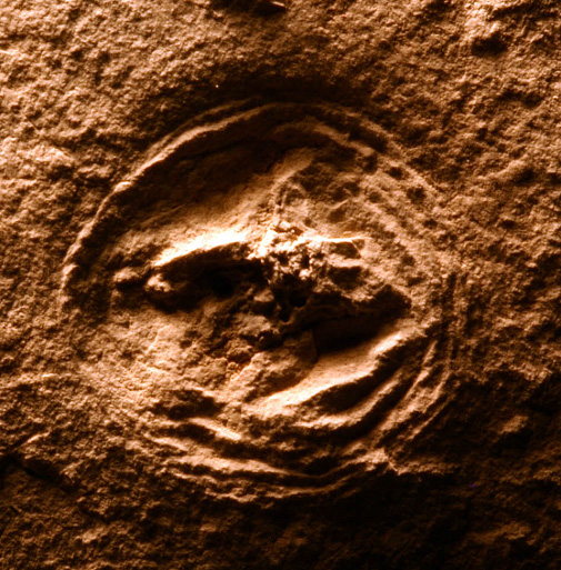 Ordovician fossil jellyfish from central Manitoba (The Manitoba Museum, specimen I-    )