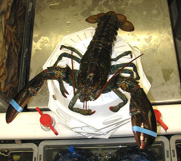 lobster ... perhaps?