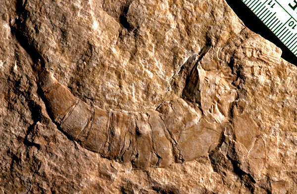 A eurypterid from the Grand Rapids Uplands (Manitoba Museum specimen)
