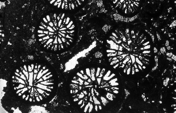 Thin section (microscope slide) of fossil Palaeophyllum from the Churchill rocky shoreline.