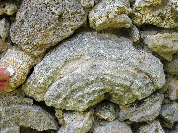 coral_hut3 The walls are made of coral colonies mortared together. Every one that we could identify seems to belong to the rugose coral genus Cyathophylloides. Even though other corals can be found in the coral beds, the masons must have been selective when choosing stones. This dome-shaped colony is in its growth orientation, but many others have been fitted in every which way.