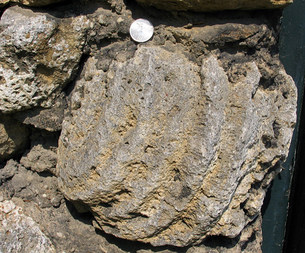 coral_hut4 This colony is turned sideways. The repeated subparallel bands in its skeleton may represent annual growth cycles (similar to tree rings).