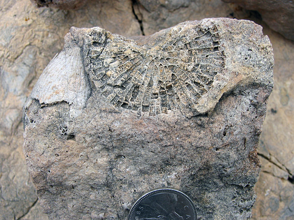 Fisher_B_corals These Silurian corals are from the Fisher Branch Formation near Cormorant. An overturned horn coral (solitary rugose coral) is on the left, with a favositid tabulate to its right. The coin is 23 mm across.
