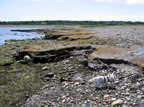 The peat horizon is being rapidly eroded by the sea (Keita for scale)