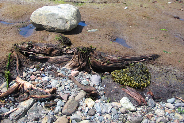 The stump that Dick and Noni were examining