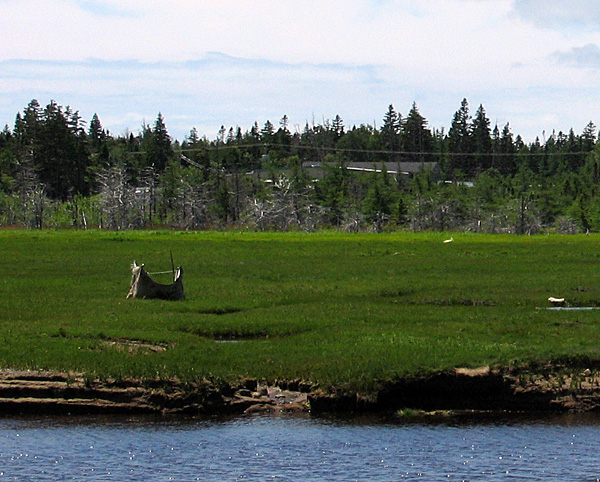 Dead trees at the back of the saltmarsh may have been killed by an ongoing sea level rise.