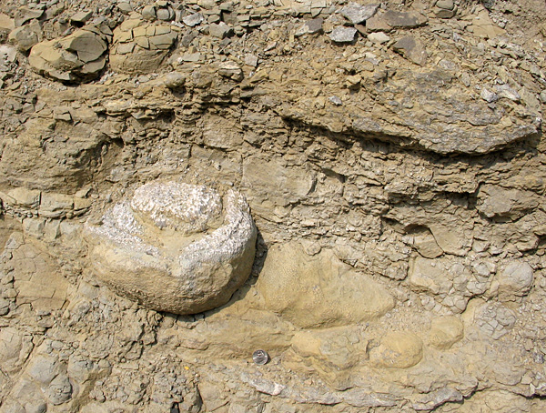 This colony of the colonial rugose coral Cyathophylloides is in the large Richmondian roadcut near Madison, Indiana (see The Coral Hut, below)