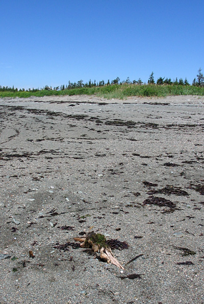 Tree stump buried in the beach on Whitehead Island