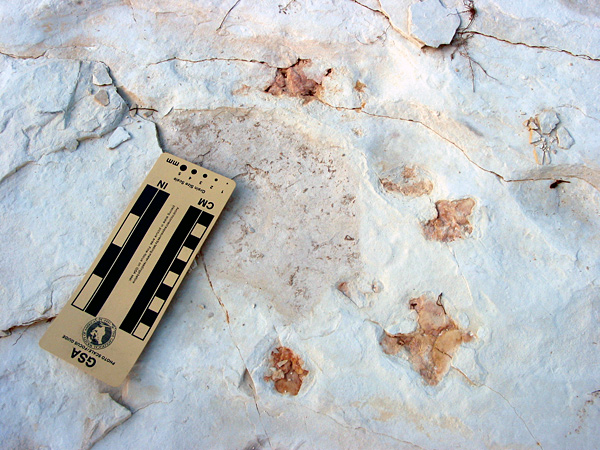 Several fossil jellyfish are exposed on a bedding plane surface.