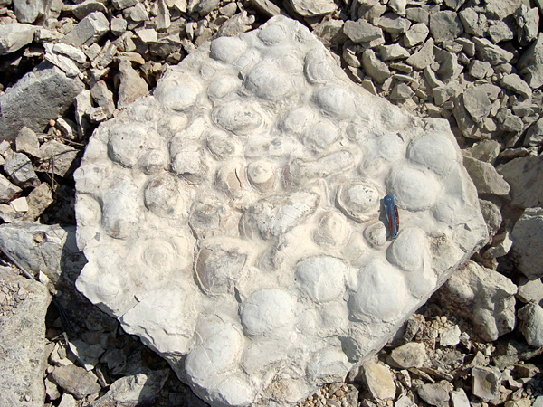 Silurian stromatolites in the Grand Rapids Uplands (photo © Norman Aime)