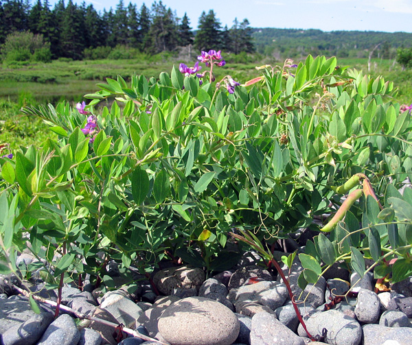 beach_pea Beach pea above Whale Cove, Grand Manan Island, New Brunswick
