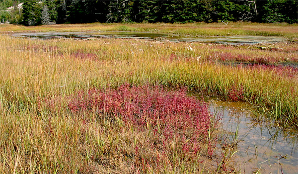 Dipper_overview The salt marsh at Dipper Harbour, New Brunswick