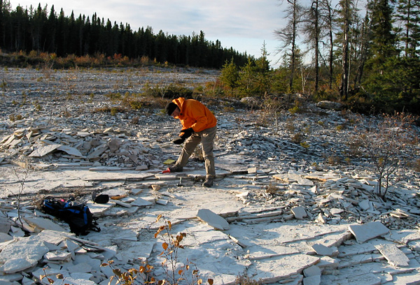 Dave_collects The low angle of the late afternoon sun makes some fossils "pop" out of the rock ...