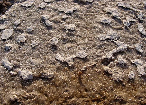 frost_bed ... but other fossils are rendered invisible by the frost-covered surfaces.