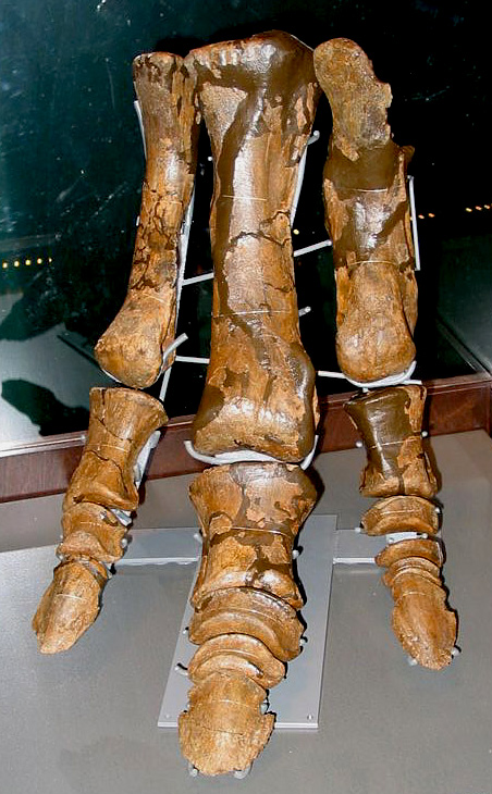 Hind foot (pes) of a hadrosaur, on exhibit in the Manitoba Museum (photo © The Manitoba Museum, 2009)