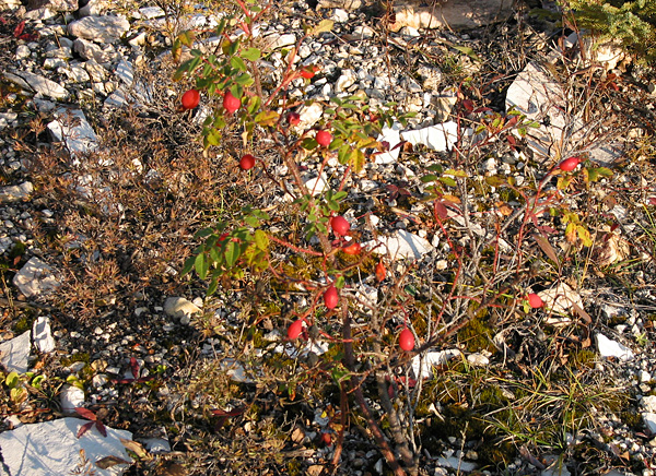 rose_hips Rose hips