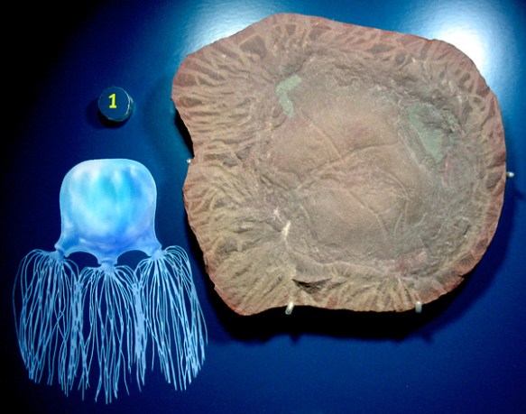 Monday Museum #6: Box Jelly | Ancient Shore Monday Museum #6: Box Jelly | Ancient Shore
