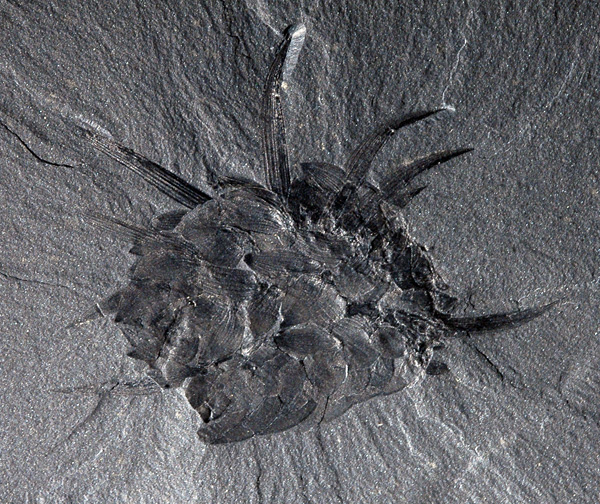 Wiwaxia-corrugata-ROM-56950LR