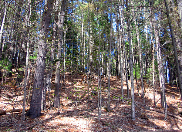 forest, hemlock, New Brunswick
