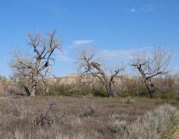 cottonwoods Dinosaur Provincial Park