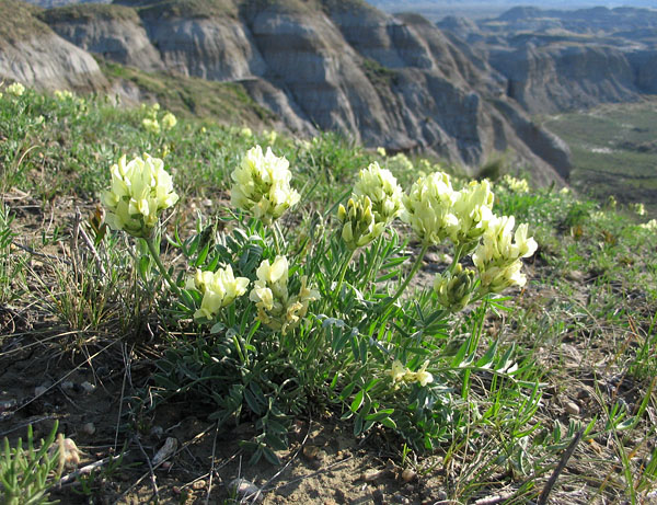 Flowers_at_top Dinosaur Provincial Park