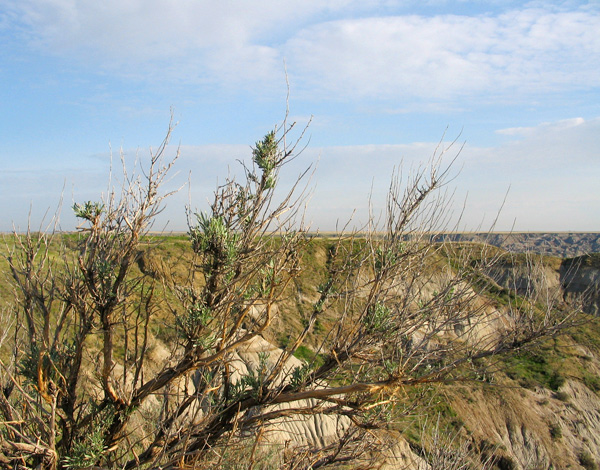 sage Dinosaur Provincial Park