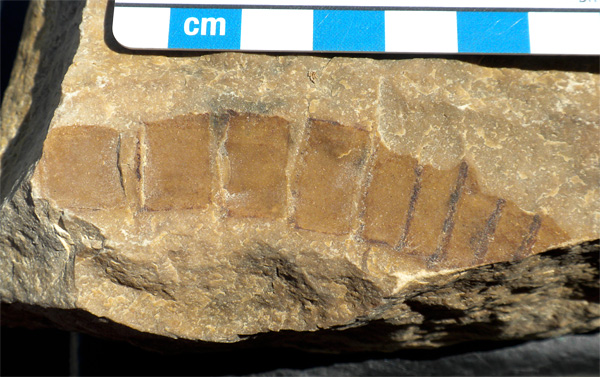 eurypterid2011