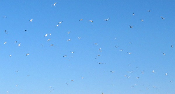 gull_swarm