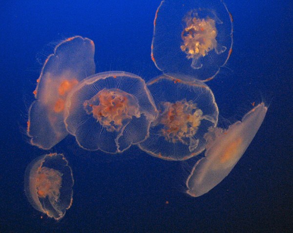 The modern jellyfish Aurelia. Walcott wondered how a fossil like Semaeostomites could have come from medusae such as these.