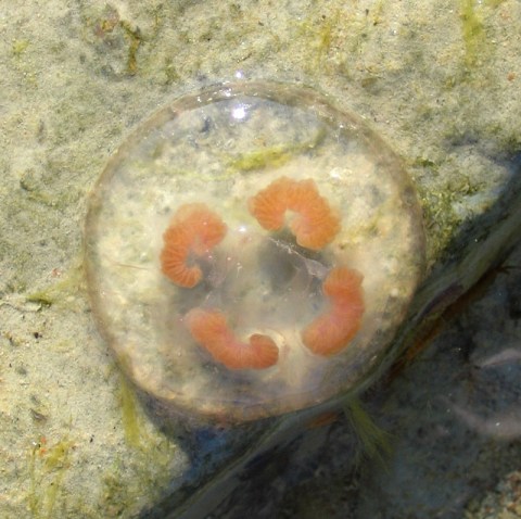 Dead Aurelia on the shore of the Baltic Sea, Estonia