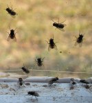 flies detail1