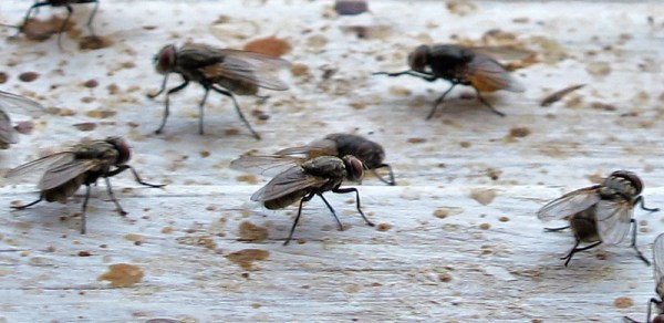 flies detail3