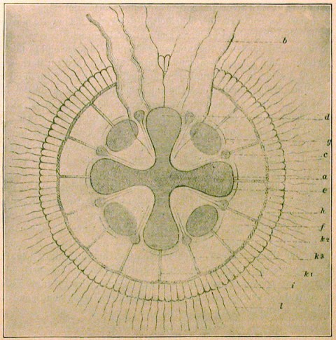 Haeckel's diagram of the Solnhofen fossil Semaeostomites (re-published in Walcott, 1898)