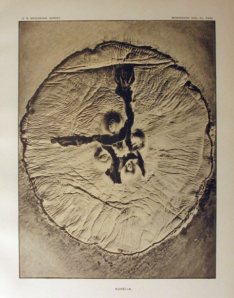 One of Walcott's photographs of an Aurelia cast in plaster (Walcott, 1898, pl. 31)