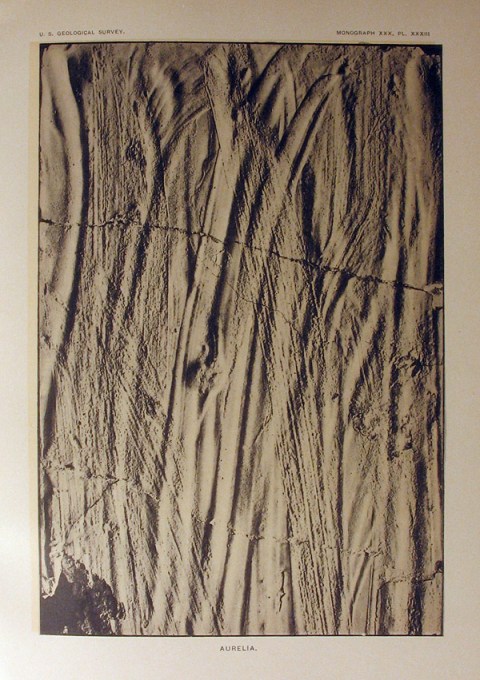 Drag marks produced by moving the oral arms of Aurelia across the surface of wet plaster (Walcott, 1898, pl.33)