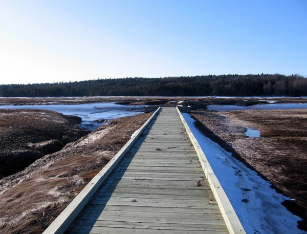 The salt marsh boardwalk