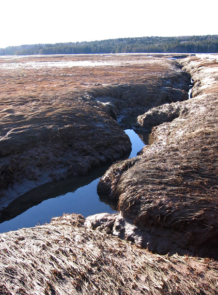 A tidal channel in the salt marsh