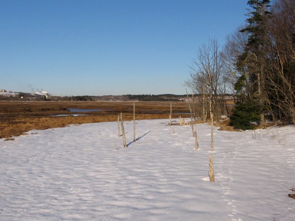 As is the case on Grand Manan, dead trees at the edge of the salt marsh suggest relative sea level change. Either the sea has risen enough that high tide salt has killed the trees, or the land has been sinking. 