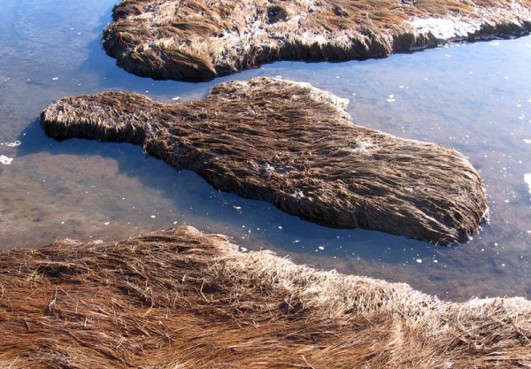 An islet in the salt marsh channel